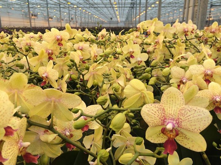 Serre d'orchidées chauffée grâce à la géothermie de la société slovène Ocean Orchids